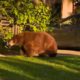 Photo of a bear walking in a front yard