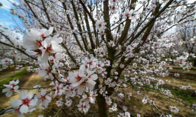 Photo of blossom trees