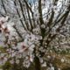 Photo of blossom trees