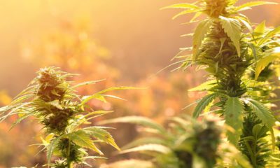 Photo of cannabis