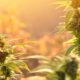 Photo of cannabis