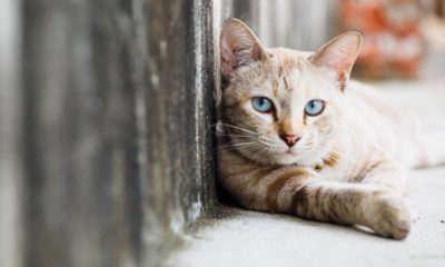 Photo of a cat laying on the sidewalk