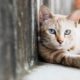 Photo of a cat laying on the sidewalk