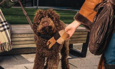 Photo of a dog wearing a Cuss Collar