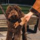 Photo of a dog wearing a Cuss Collar