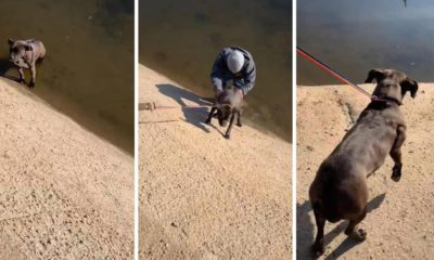 Photo of a dog being rescued from a canal in Fresno