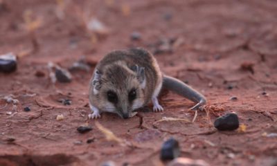 Photo of a dunnart