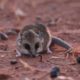 Photo of a dunnart