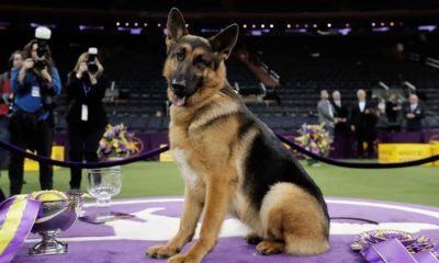 Photo of a Rumor, a German Shepherd posing for photos