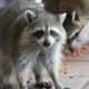 Photo of two raccoons eating dog food in a yard