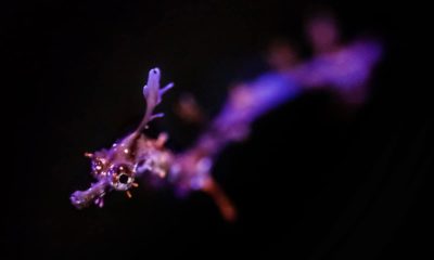 Photo of a baby Weedy Sea Dragoon