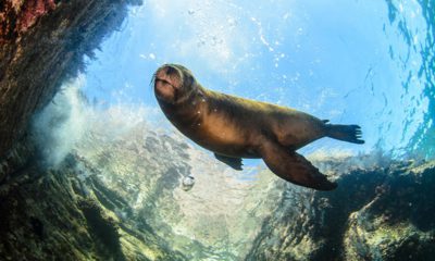 Photo of a sea lion underwater