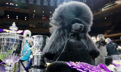 Photo of Siba, the poodle