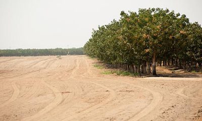 Photo of fallowed ground next to an orchard in Merced County, California