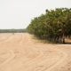 Photo of fallowed ground next to an orchard in Merced County, California