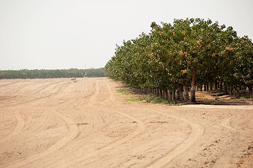 Photo of fallowed ground next to an orchard in Merced County, California