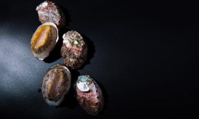 Photo of frozen abalone