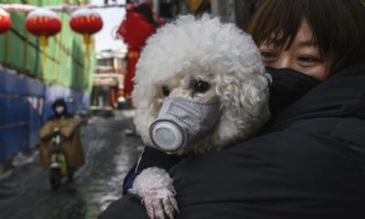 Photo of a dog wearing a protective mask