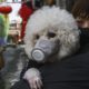 Photo of a dog wearing a protective mask