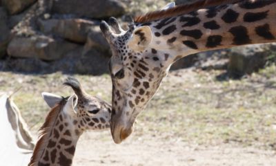 Photo of giraffes at the zoo