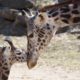 Photo of giraffes at the zoo