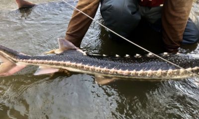 Photo of a rare wild green sturgeon found on the San Joaquin River in April 2020