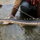 Photo of a rare wild green sturgeon found on the San Joaquin River in April 2020