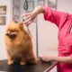 Image of a pet groomer trimming the coat of a small dog