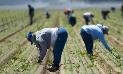 Photo of field workers in San Joaquin, Calif.