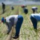 Photo of field workers in San Joaquin, Calif.
