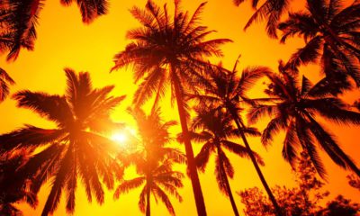 Photo of sun peeking through palm trees symbolizing warm weather