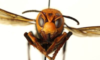 Photo of a murder hornet