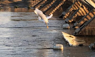 Photo of an egret flying away with dinner at the Hills Ferry Barrier on the San Joaquin River near the confluence with the Merced River in 2018.