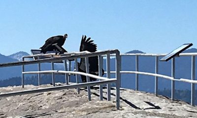 Image of two California condors atop a railing at Moro Rock in Sequoia National Park