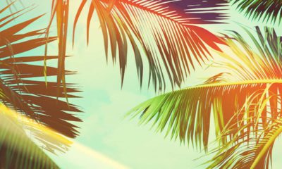 Image of coconut palm trees