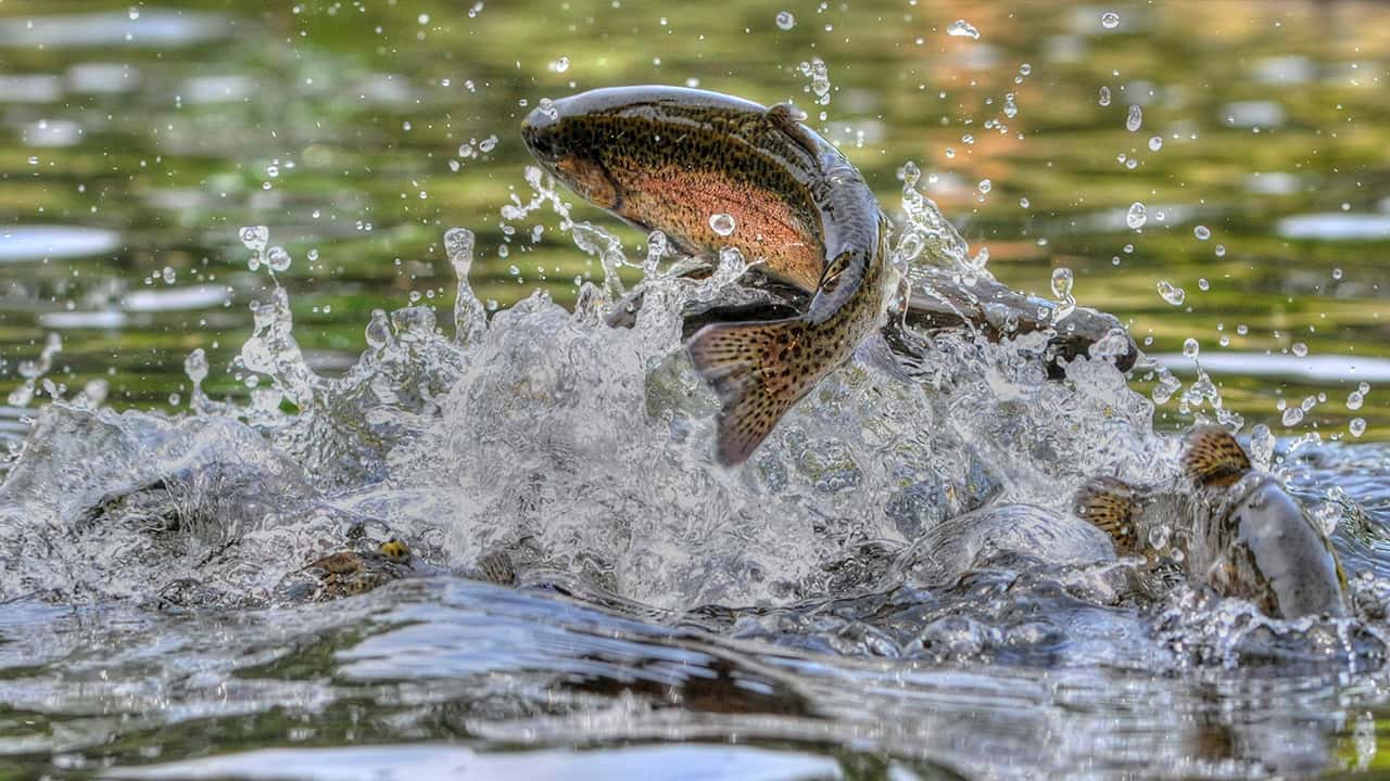 Photo of a trout