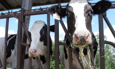 Photo of cows