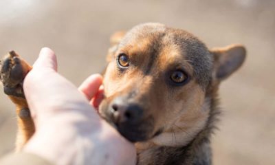 Photo of a dog