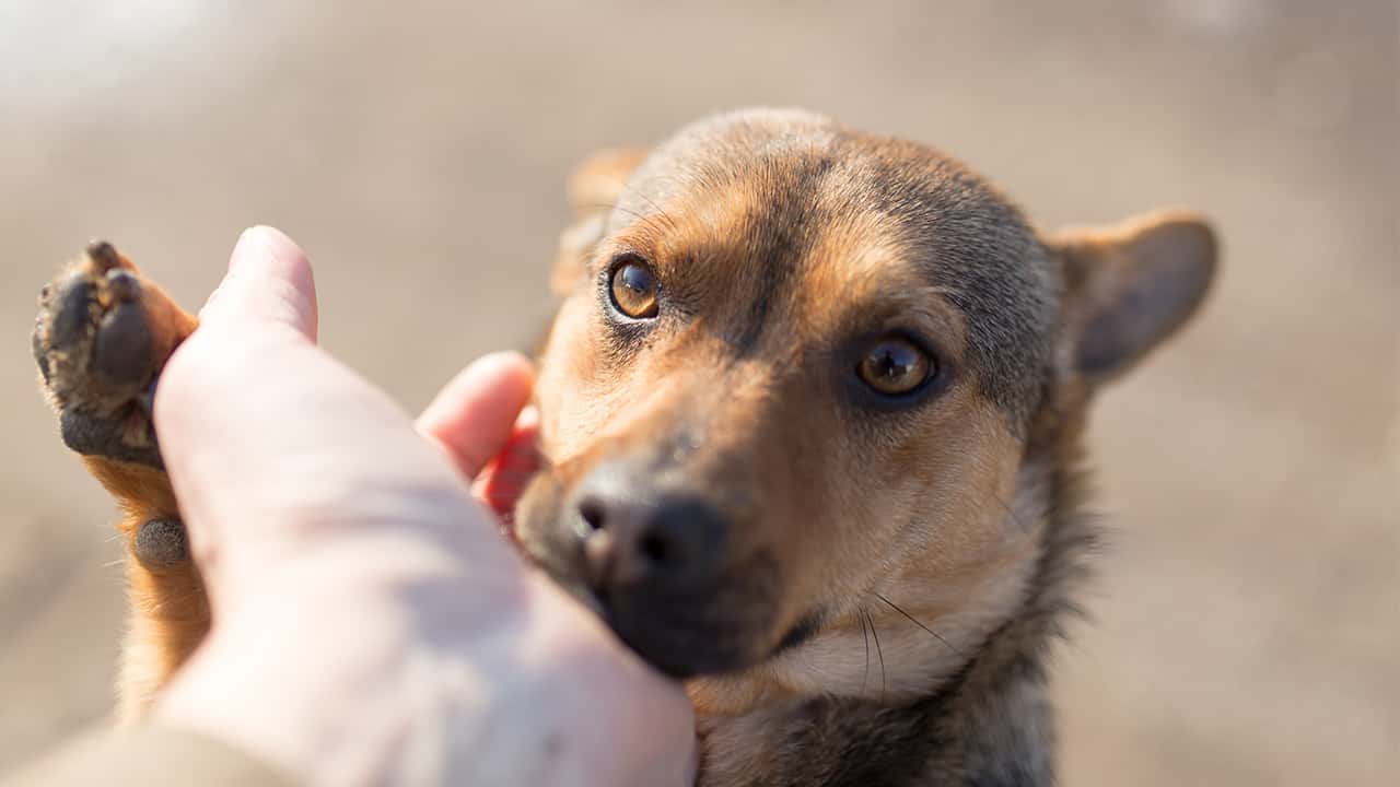 Photo of a dog