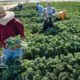 Photo of workers harvesting kale at a farm west of Modesto, California