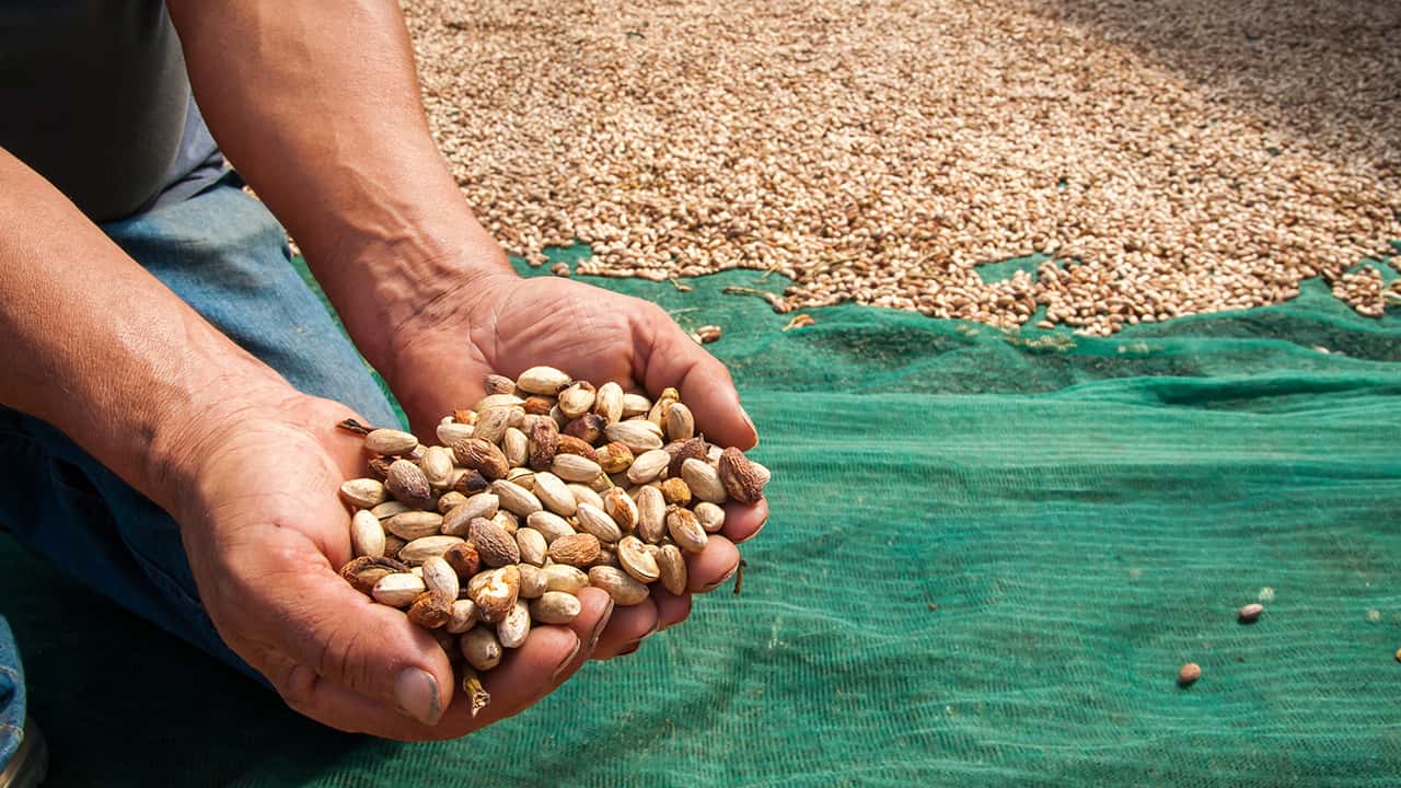 Photo of a man holding pistachios