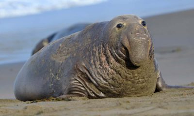 Photo of an elephant seal