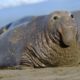 Photo of an elephant seal