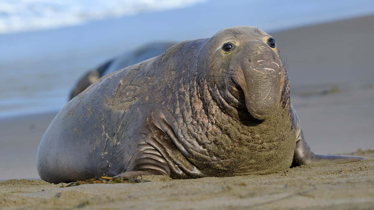 Photo of an elephant seal