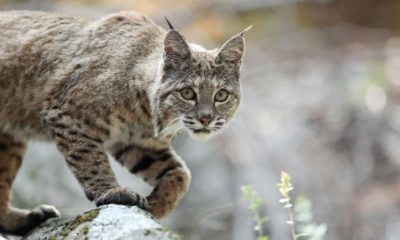 Photo of a bobcat