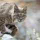 Photo of a bobcat