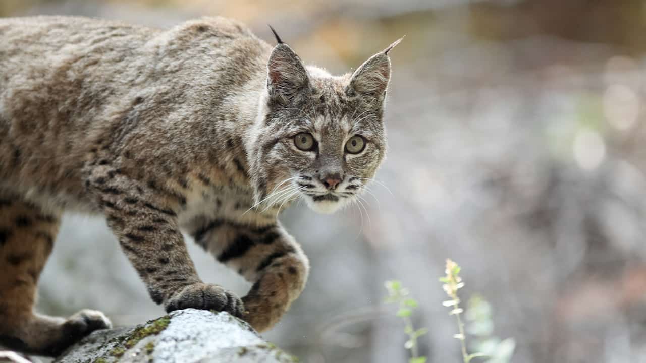 Photo of a bobcat